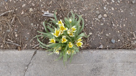 Sidewalk Bouquet